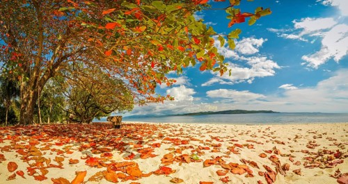 Photo of tree with colourful leaves which lie on sand beach in sunny weather in Pulau Lihaga in