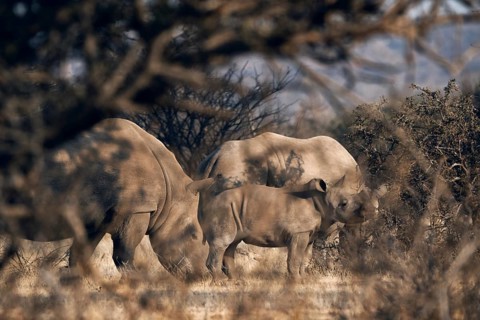 White rhinoceros family with young animal, Limpopo, South Africa