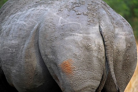 Hinterteil eines Breitmaulnashorns im Kruger Nationalpark, S
