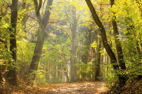 Pathway in the autumn forest