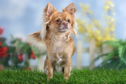 Chihuahua, long-haired