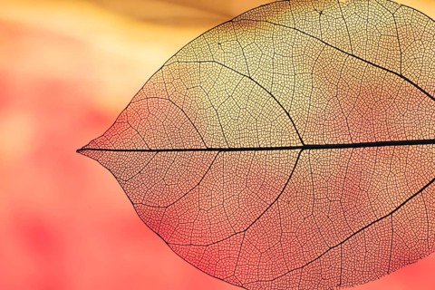 Vibrant transparent orange autumn leaf