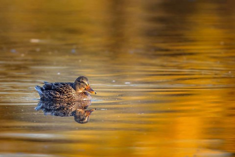 Mallard (Anas platyrhynchos) swimming on a lake in the Mönchbruch nature reserve near Frankfurt,
