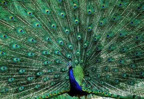 Dancing Indian Peafowl (Pavo cristatus) Peacock in Mudumalai National Park, Nilgiris, Tamil Nadu,