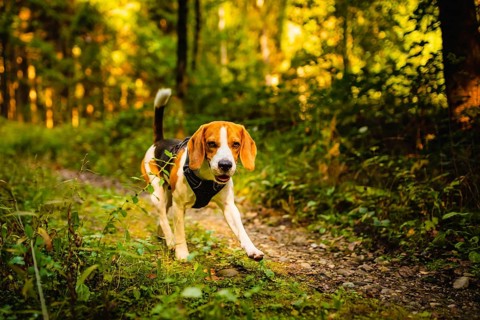 The beagle dog in sunny autumn forest. Alerted huond searching for scent and listening to the woods
