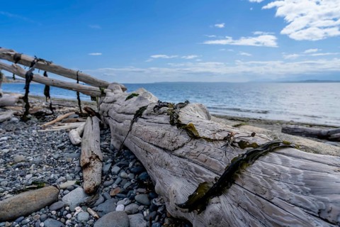 Large pieces of driftwood sit on a beach on the Oregon coastline on a beautiful summers day