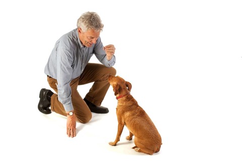 Man is dog training obedience