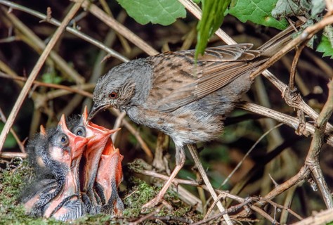 Dunnock (Prunella modularis) feeding its chicks at the nest in the brush of a forest. Bas-Rhin,