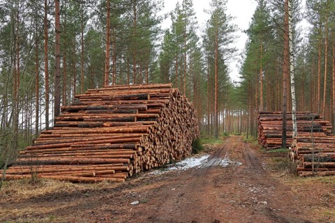 Log piles by logging road in pine forest in early spring. South of Finland. March 2020