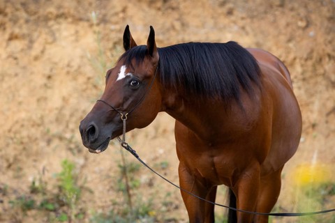 Quarter Horse gelding on halter in portrait, Austria