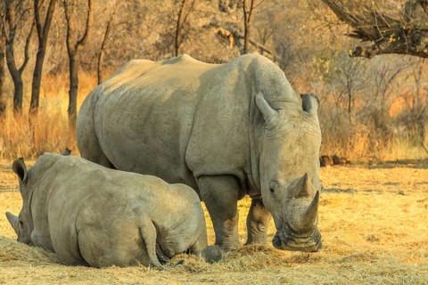 White rhinos, mom with baby, eat grass from the ground. Omaruru reserve, Namibia Africa