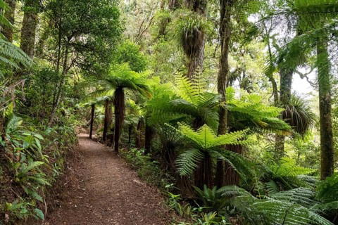 Mountain biking the Old Coach Road, North Island of New Zealand