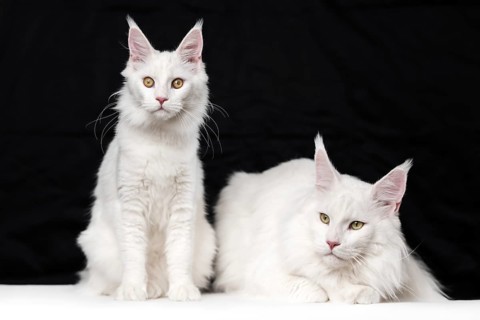 Two Maine Coon Cats on black and white background. Domestic female cat is sitting and looking at