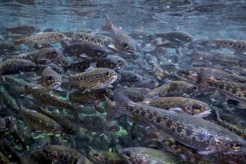 River Trout swim underwater, Trout underwater scene, Trout farm
