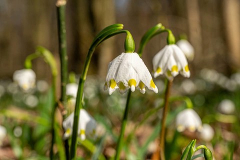 Spring snowflake (Leucojum vernum), spring knot flower, Amaryllis family (Amaryllidaceae), blooming