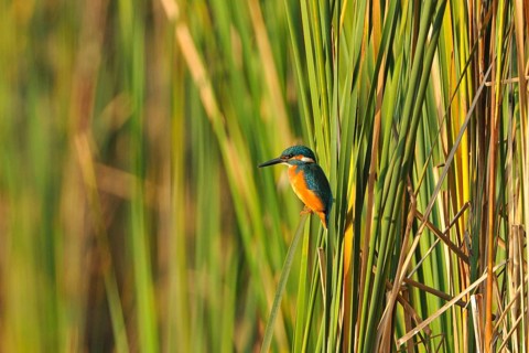 Kingfisher (Alcedo atthis)