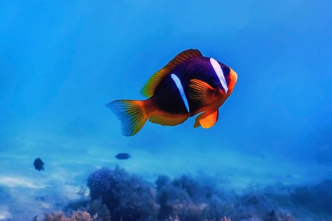 Red Sea clownfish (Amphiprion bicinctus) Red Sea, Marine life