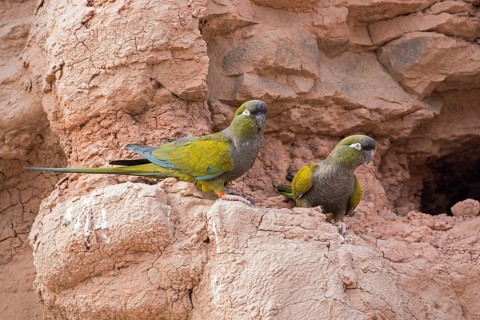 Rock Parakeet, Cyanoliseus patagonus, pair, Argentina