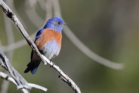 Blue-throated Bluebird, Sialia mexicana, Utah, USA