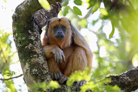 Howler monkeys, Alouatta, Argentina