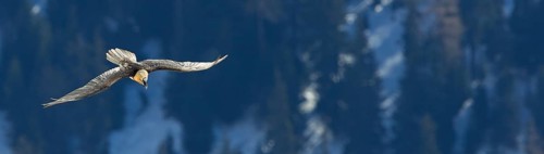 Bearded vulture, lammergeier, (Gypaetus barbatus), (Gypaetus barbatus meridionalis), flight photo,