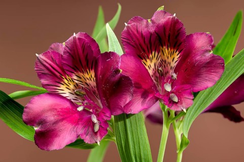 Close-up of dark burgundy alstroemeria flowers with green leaves, isolated against a rich brown
