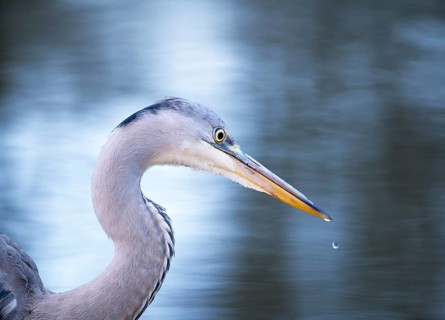 A head shot of a stunning Grey Heron (Ardea cinerea) hunting for food along the bank of a river