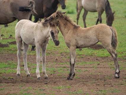 Two foals gently touching their heads in a meadow, merfeld, North Rhine-Westphalia, Germany