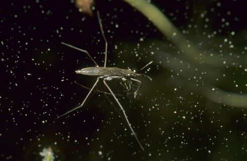 Common pond skater (Gerris lacustris)