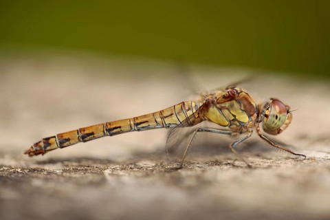 Vagrant darter (Sympetrum vulgatum)