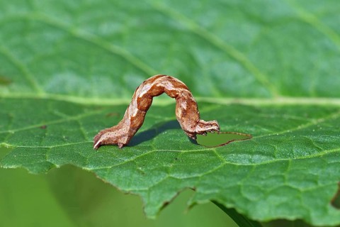 Caterpillar of the dock moth (Timandra comae)