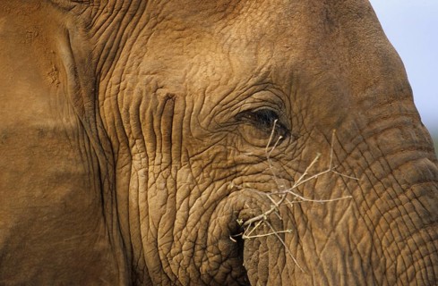 African elephant eye (Loxodonta africana)