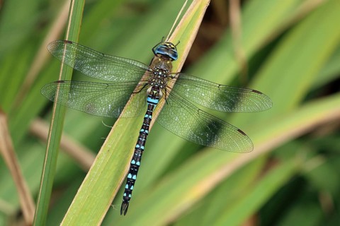 Autumn mosaic damselfly, Aeshna mixta, France