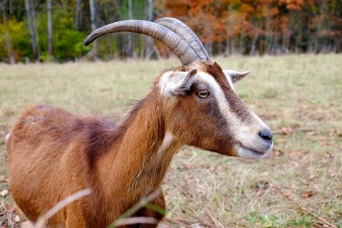 Goat with fawn-coloured fur, white facial markings and long, curved horns looks at its surroundings