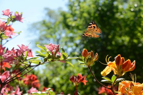 Butterfly 494