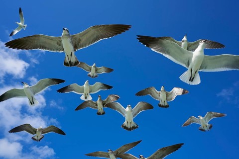 Seagulls sea gulls group flying on blue sky in Caribbean sea