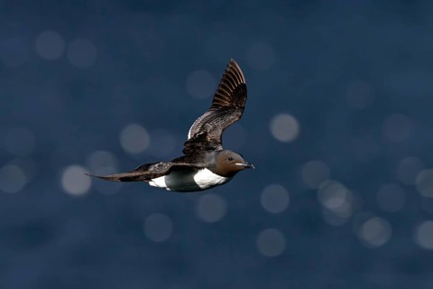 Thick-billed Guillemot, (Uria lomvia), animals, birds, guillemots, flight photo, alk family, alk,