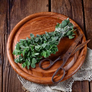 Aromatic oregano (Origanum vulgare)