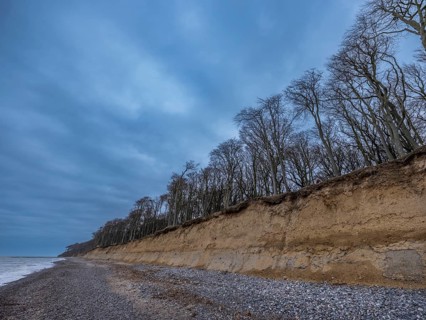Trees in the ghostly forest on the cliffs facing the Baltic Sea, Nienhagen, Mecklenburg-Vorpommern,
