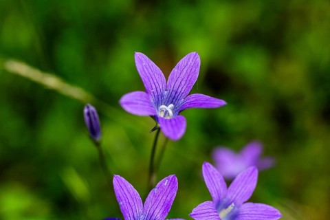 Meadow bellflower, Campanula patula, Veitsch, Styria, Austria