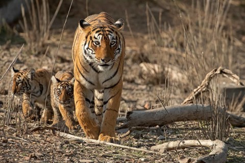 Royal Bengal tigress with two small cubs in tow approaching in the dry scrub forest habitat of
