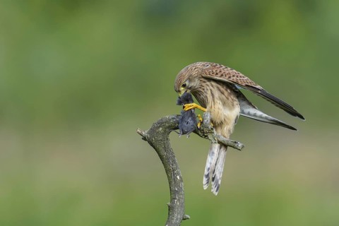 Kestrel (Falco tinnunculus)