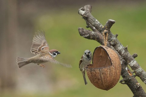 Tree sparrow (Passer montanus)