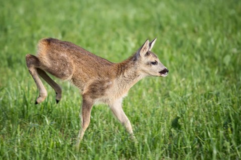 Young wild roe deer in grass, Capreolus capreolus. New born roe deer, wild spring nature
