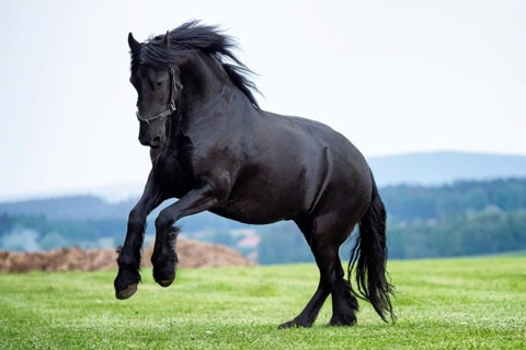 Black Friesian horse running in field