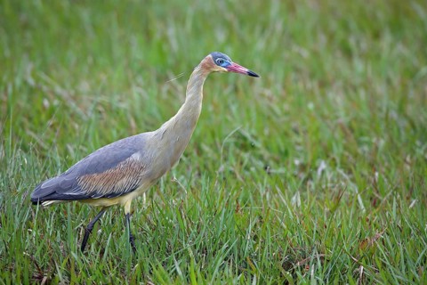 Whistling Heron, Syrigma sibilatrix, Argentina