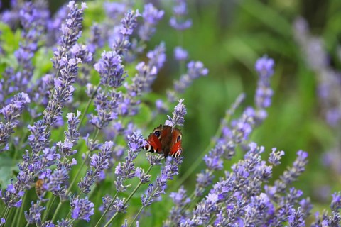 Close-up of lavender in bloom in a lush field. The lavender flowers are a rich purple colour and