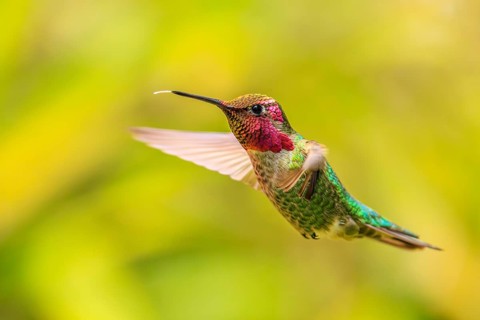 Closeup of a male Anna's Hummingbird (Calypte anna) hovering in mid-air. British Columbia, Canada