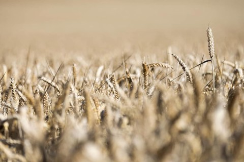Ripe, golden ears of wheat stand close together in a sun-drenched cornfield, Coxhill,