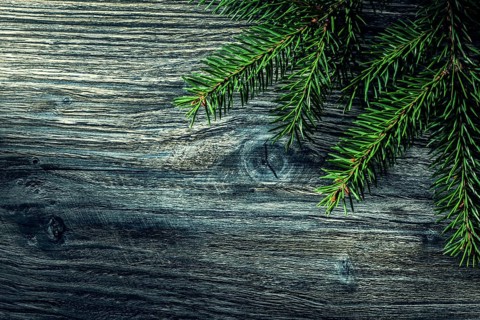 Pine tree branch on vintage wooden board